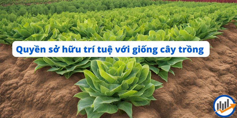 Quyền sở hữu trí tuệ với giống cây trồng